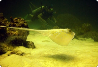  Exploración submarina 